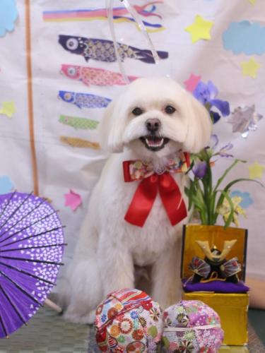 20240528あずきくん